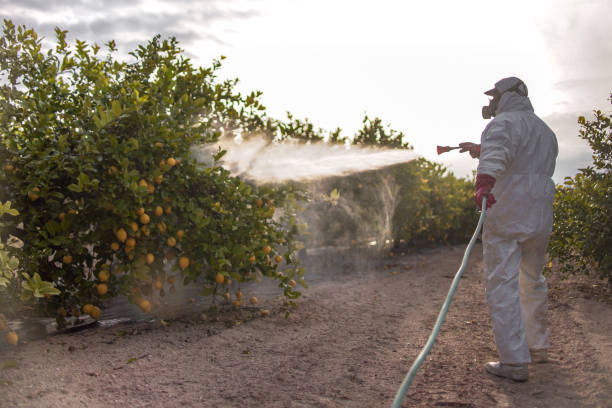 Best Spider Control Near Me  in Krum, TX