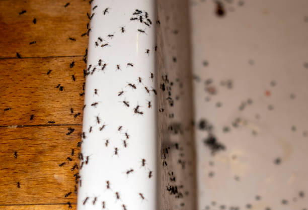 Best Residential Pest Control  in Krum, TX