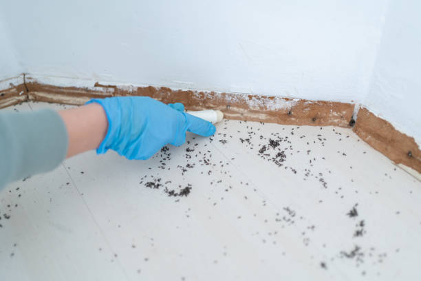 Best Cockroach Control Services  in Krum, TX